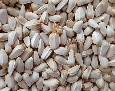 яйца перепелки: Семена сафлора, сорт Нурлан (Казахстан, 2 репродукция) — 2