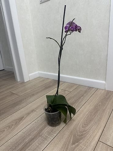 Комнатные розы: Домашняя Орхидея Голландская Phalaenopsis насыщенно-фиолетовая — 7