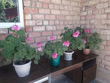 Пеларгония (герань) в горшках – коллекция розово‑сиреневых оттенков -