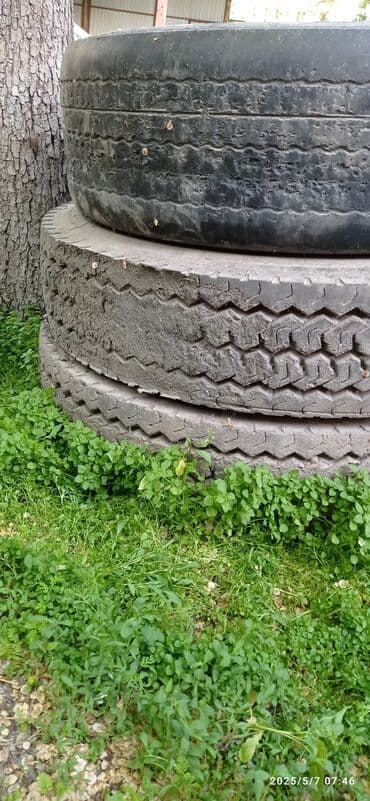 Зоотовары: - Окрас: серо-белая «соль с перцем», светлая мордочка и уши — 6