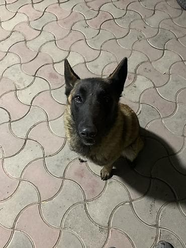 собаки охотничие: Порода: бельгийская овчарка (малинуа). Девочка 10 месяцев Нету — 5