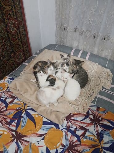 круглые качели: Отдам котят в хорошие руки 4 по 1,5 месаца и 4 по 2,5 месаца. Только в — 10