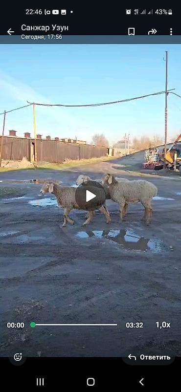 Продаю | Овца (самка) | Арашан | Для разведения | Матка, Ягнившаяся