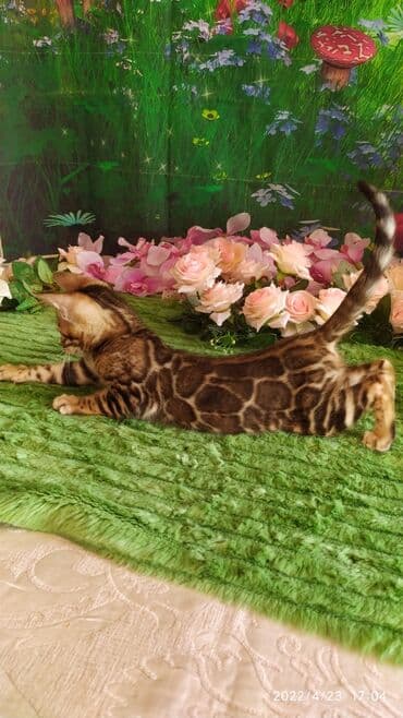 новорожденные котята: Привет друзья. в питомнике Бен Гла Мур есть свободные кото — 11