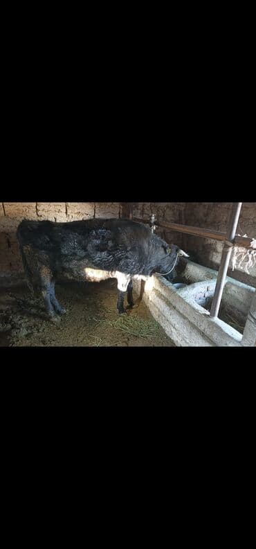 отдам в добрые руки собаку: Продаю | Бык (самец) | На откорм | Привязанные — 2