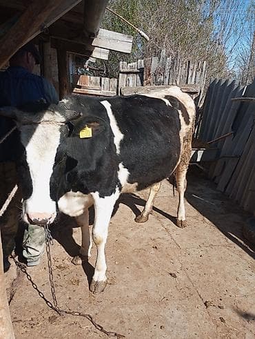 рыбы купить: Продаю | Корова (самка) | Голштин | Для молока | Привязанные — 2