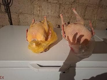 Декор жана интерьер: Домашняя тушка индюка — 2