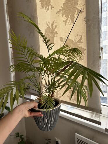 электроножница садовые: Цветы!!! Продаются цветы : живое дерево фикус — 9