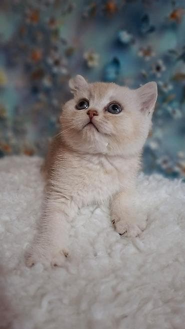 скотишь страйт: Скотиш Страйт (Шотландская прямоухая), 2 месяца, Девочка, Приучена к лотку — 1