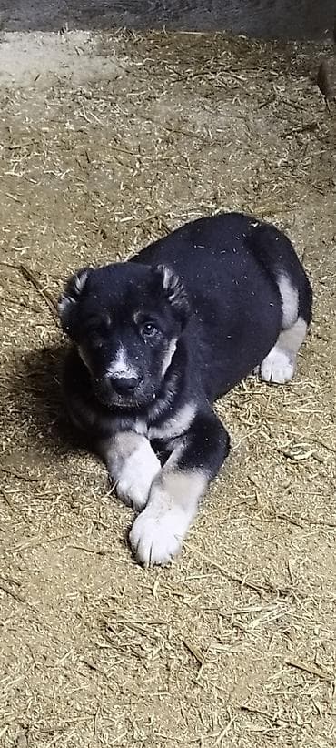 алабай кучук алам: ШИКАРНЫЕ Щенки ЭЛИТНЫХ КРОВЕЙ среднеазиатской овчарки (Алабай) ВОЗРАСТ — 4