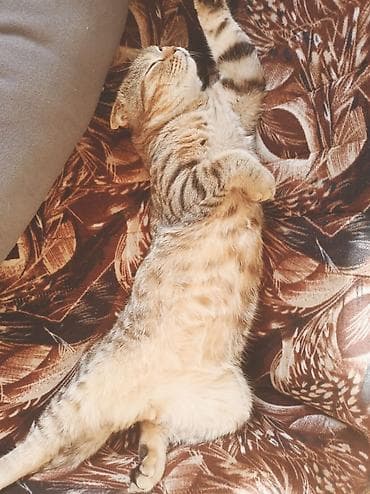 Продажа кошек: Скотиш Фолд (Шотландская вислоухая), 3 года, Мальчик — 4