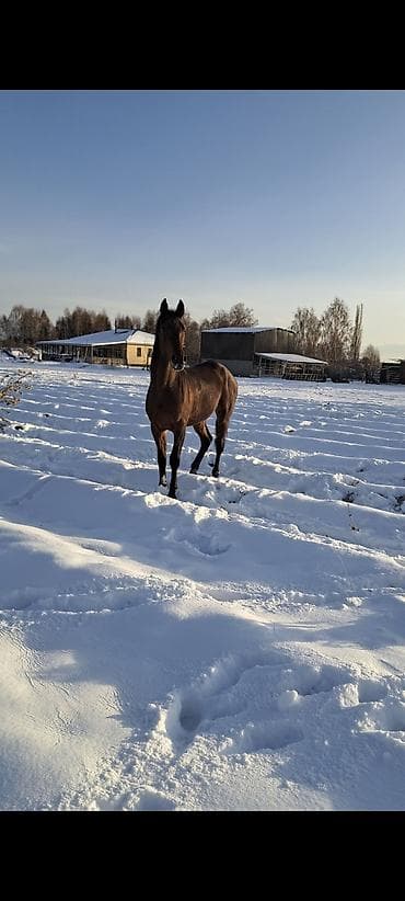 уй ети: Продаю | Конь (самец) | Конный спорт — 1