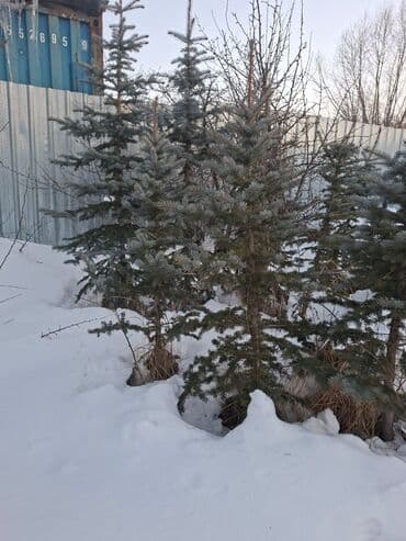 Все для дома и сада: Саженцы деревьев: Ели — 1