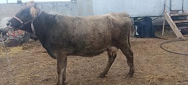 Иттер: Сатам | Уй (ургаачы) | Аргын | Сүт алуу үчүн | Байланган — 1