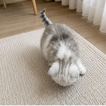 кот кошка: Породистые котята серебристого окраса (шиншилла/серебро). Короткая — 2