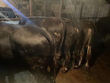 самый лучший сильный умный собака: Продаю | Бык (самец) | Полукровка, Алатауская, Швицкая | На откорм | Осеменитель — 3