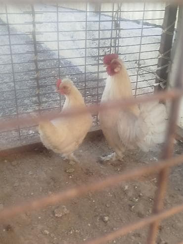 тез арада: Карлик пара сатылат алмашу жолдору бар домашний тооко алмашам адрес — 4