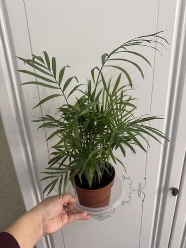 цветы гвоздика: Пальмы(Хомедория),замиокулькасы(доллар) Зензи,черный доллар,зеленый — 9