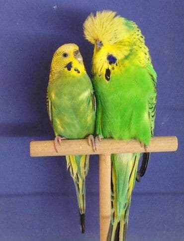 корм для птенцов волнистых попугаев: Волнистые чехи! Визуально определить чехов среди остальных — 3