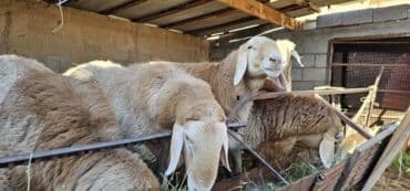 летучий мыш: Продаю | Баран (самец) | Арашан | На забой, Для разведения | Племенные, Осеменитель — 1