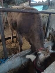 дом для животных: Сатам | Уй (ургаачы) | Швиц | Көбөйтүү үчүн, Сүт алуу үчүн | Асыл тукумдуу, Бооз, Жасалма уруктандырылган — 3