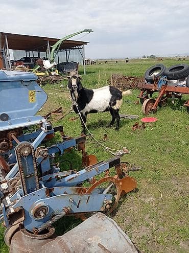 теке козел: Продаю | Козёл (самец) | Полукровка | Для разведения | Племенные — 1