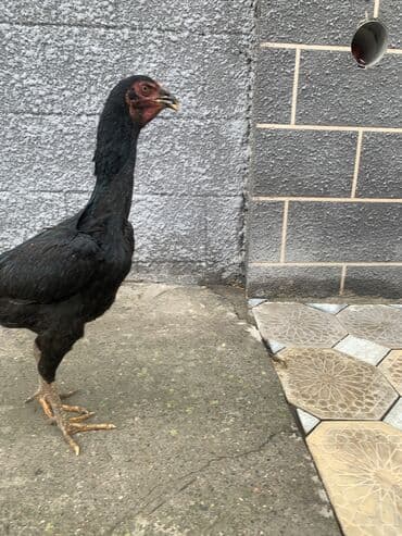 продаю породистых коров: Продаю | Куры, Петух | Дакан | Для разведения, Несушки, Для боев — 10