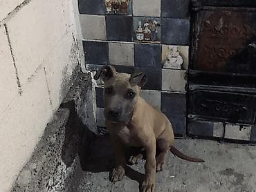Питбуль, 3 месяца, Самец, С прививкой at lalafo.kg Питбуль, 3 месяца, Самец, С прививкой