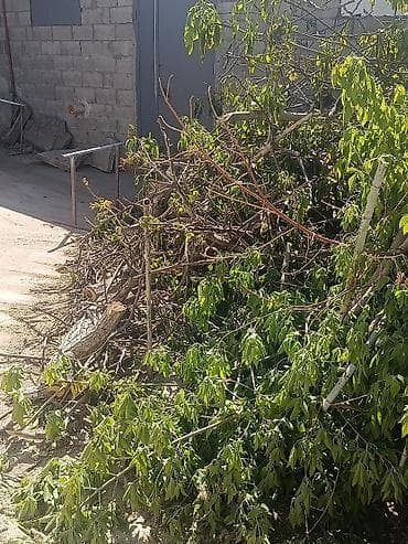 Дрова Тополь