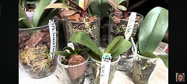 Орхидеи . возьму в дар ренимашки и старые Орхидеи - Разные сеянцы