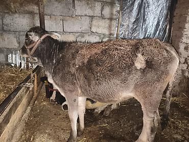 Продаю | Тёлка | На откорм, Для разведения | Нетель