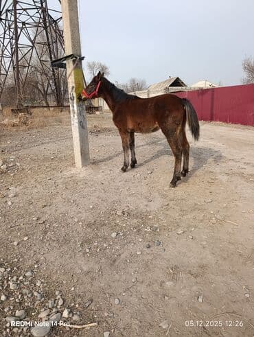сколько стоит британская золотая шиншилла: Продаю | Жеребенок | Для разведения — 6