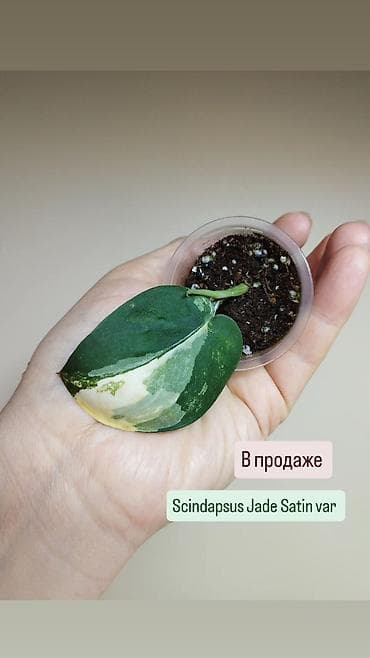 Бөлмө өсүмдүктөрү: В продаже: коллекционные комнатные растения и укоренённые черенки. 1) — 4