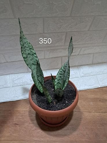 комнатеые цветы: Комнатные растения в горшках: 1) Гибискус (китайская роза) — пышный — 2