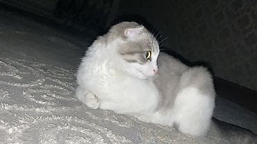 Үй жаныбарлары: Котята, домашние, ручные. Описание: - Возраст –2 месяца. - Окрас — 9
