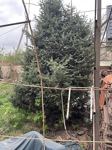 тактай лес: Ель/пихта крупномеры для пересадки. - Несколько взрослых хвойных — 6