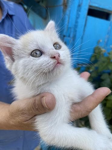 scottish fold: Котята, домашние. 1.5, 2 месяца Окрас и особенности: Сиамский — 4