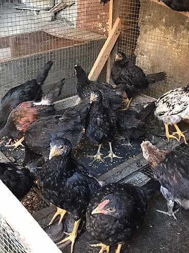 куплю собаку бишкек: Продаю | Цыплята | Для разведения — 3