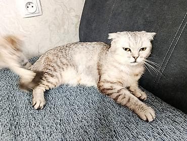 Продажа кошек: Шотландские котята (Scottish Fold/Scottish Straight) 1,5 месяца. - — 9