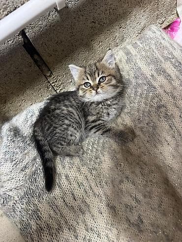 расческа для котов: 2 месяца, Девочка, Серебристая шиншилла, Приучена к лотку — 6