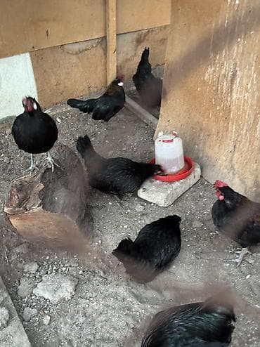 Иттер: На продажу красивые карлики куры петухи в наличии — 1