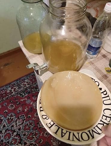 Чайный гриб (SCOBY) для комбуча . У кого есть грибы звоните или пишите