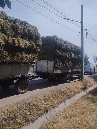 живой корм: Продаю Сено клевер чистый 1 курс тюки не маленькие в наличии 520 шт — 3