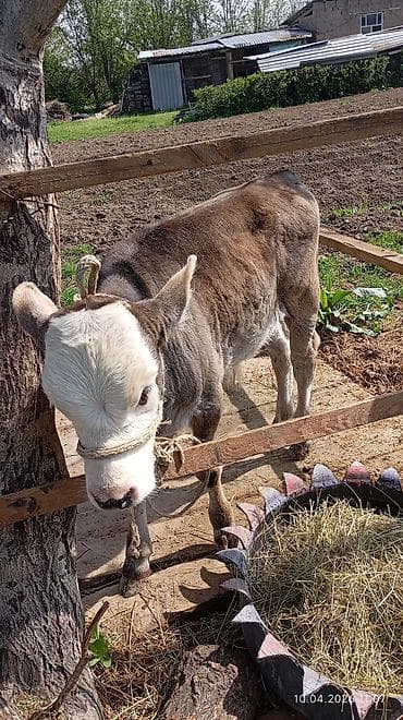 продаются бараны: Продаю | Тёлка | Полукровка | На откорм | Привязанные — 3