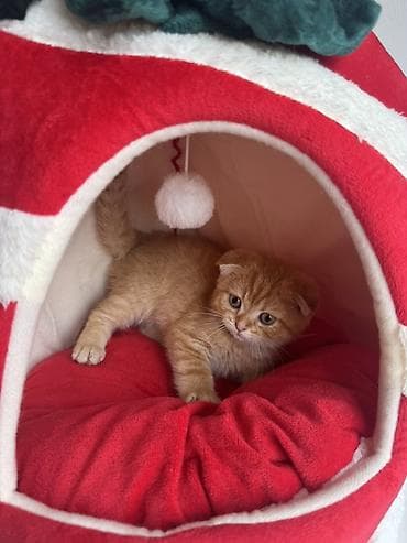 Продажа кошек: Шотландский вислоухий котёнок (Scottish Fold) - Окрас: рыжий табби с — 5