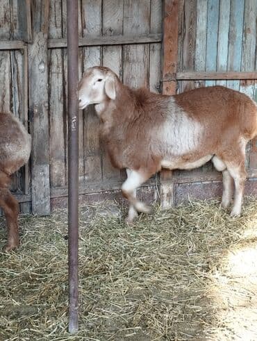 Услуги ветеринара: Продаю | Баран (самец) | Арашан | Для разведения | Племенные, Осеменитель — 3