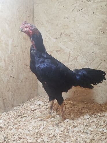 собаки рынок в бишкеке цены: Дакан тулок короз сатылат алмашу жолдору бар адрес Заря Тынчтык конушу — 4