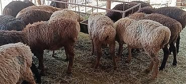 сиамская кошка цена бишкек: Продаю | Ягненок | На забой, Для разведения — 3