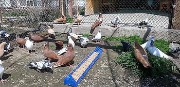 голубеи: Бакинские пара 800. Сиреневый голуб играет 1500 сом. Пара игровые — 6