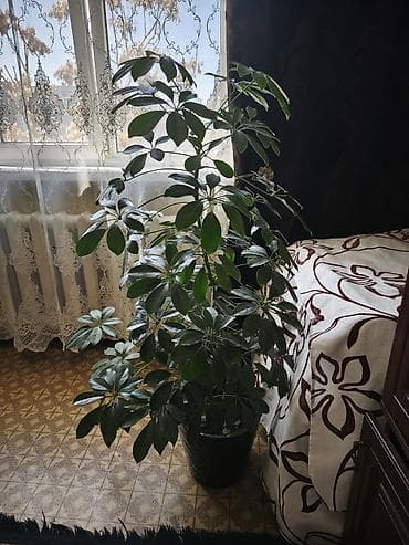 цветок денежный: Шефлера (Schefflera arboricola) в напольном кашпо. - Высокое — 3